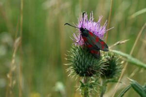 vio脱毛の回数の平均はどれくらい？
