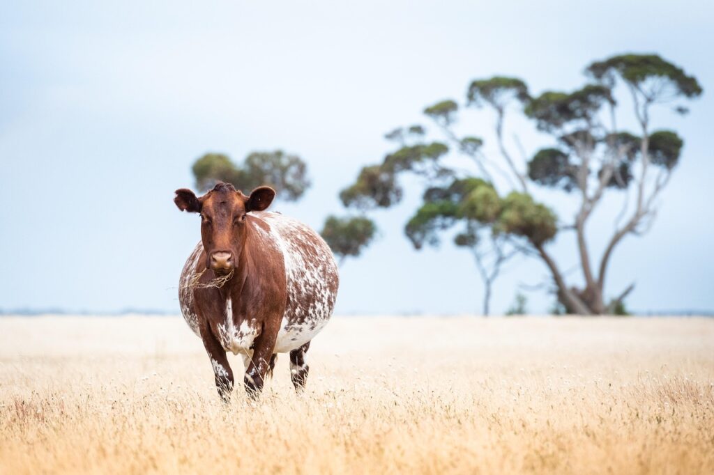 妊娠中に使用できる除毛クリームVIOは安全なの？