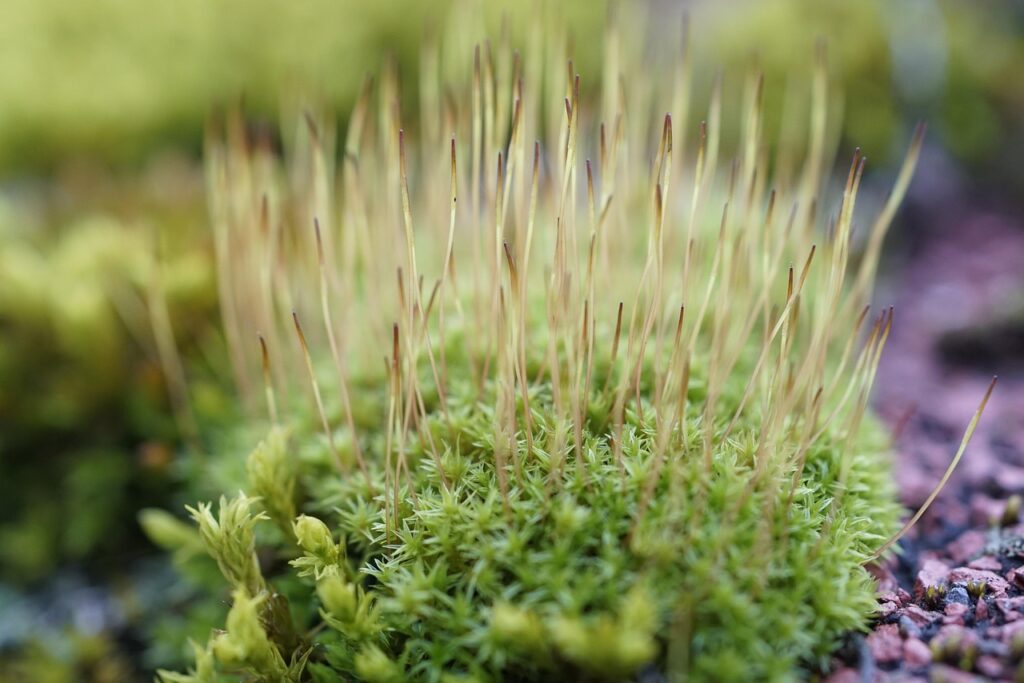 毛嚢炎を予防するためのVラインのお手入れ方法は？