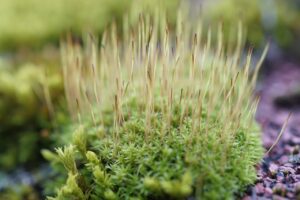 毛嚢炎を予防するためのVラインのお手入れ方法は？