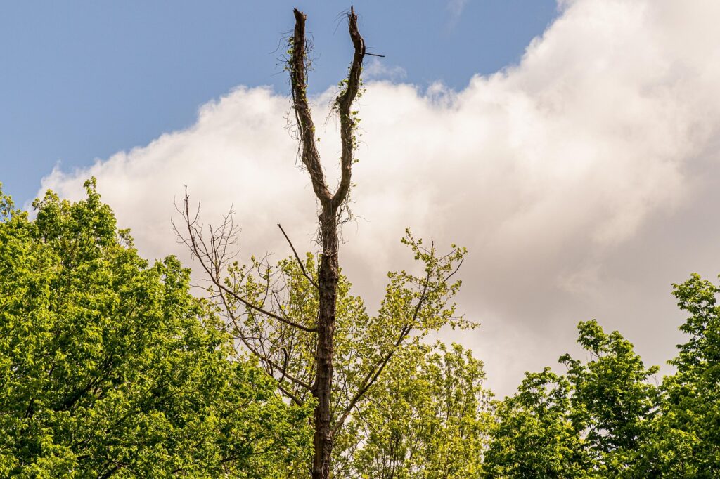 Vラインはどこまで脱毛すれば理想の仕上がりになる？