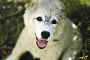 VIO脱毛の痛みが少ないとされるかゆみ対策は？